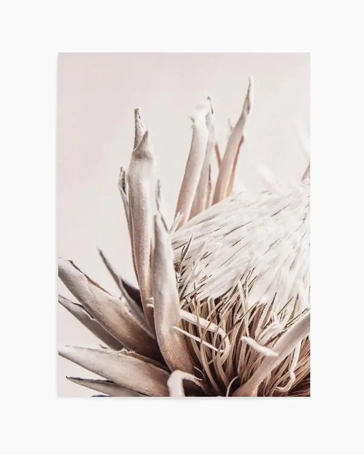 Beige Protea | PT Art Print from Olive et Oriel where you can shop wallpaper and artworks online
