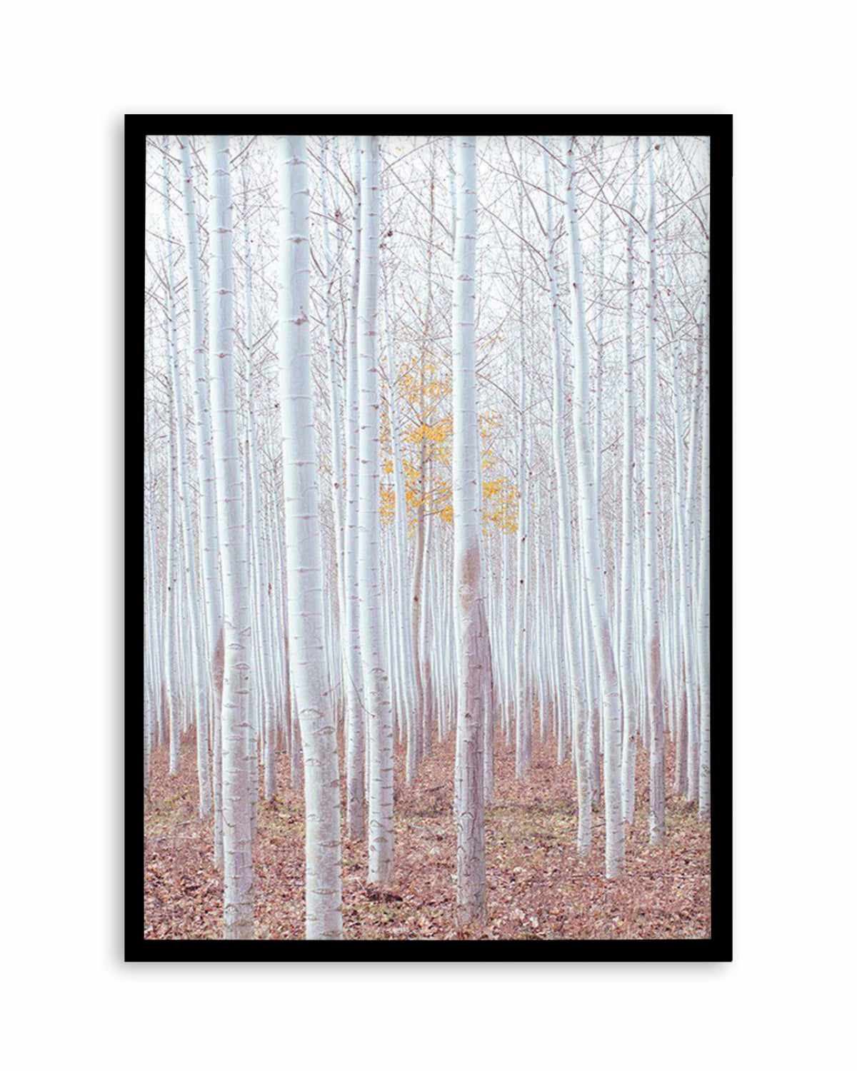 Birch Trees Art Print