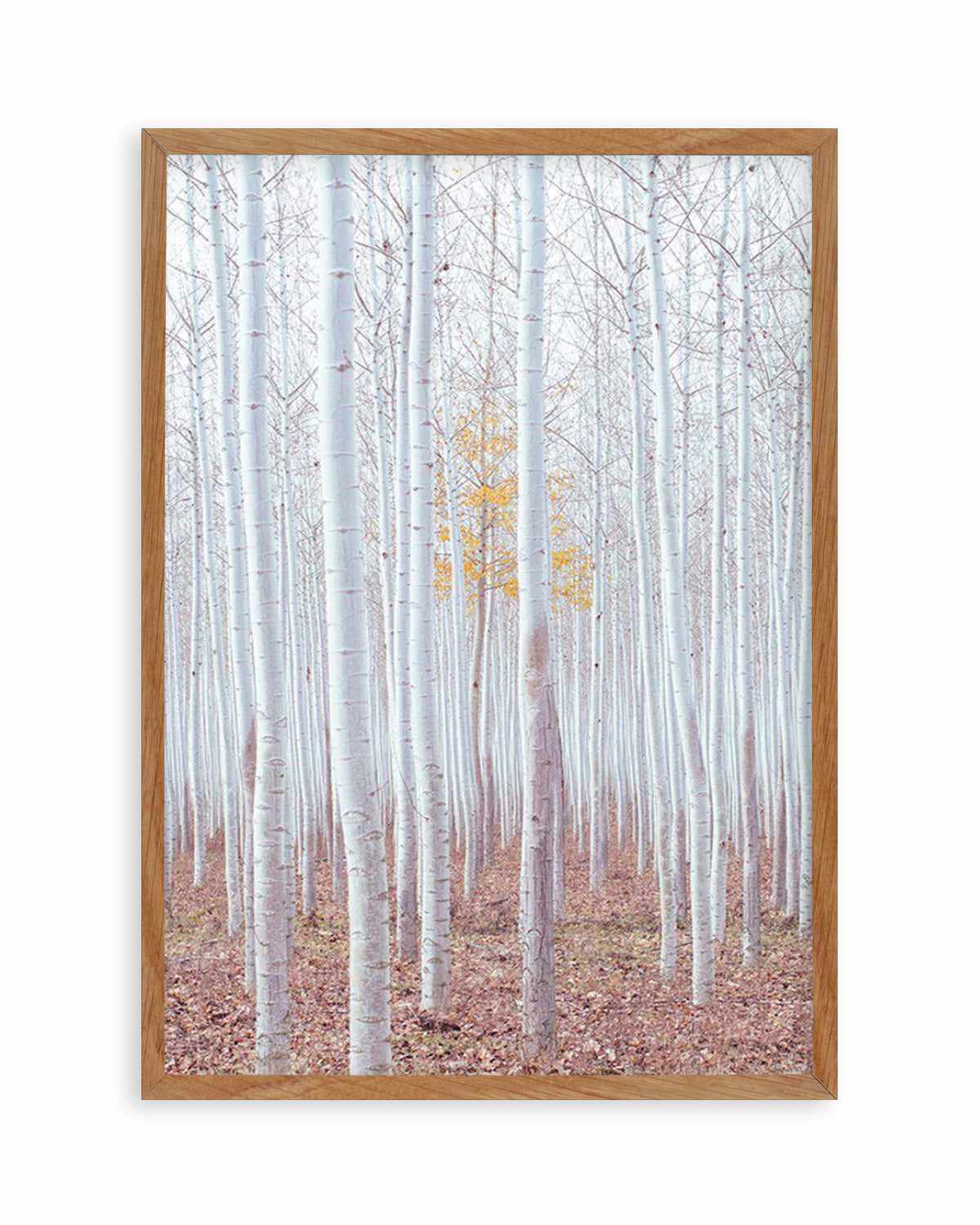 Birch Trees Art Print