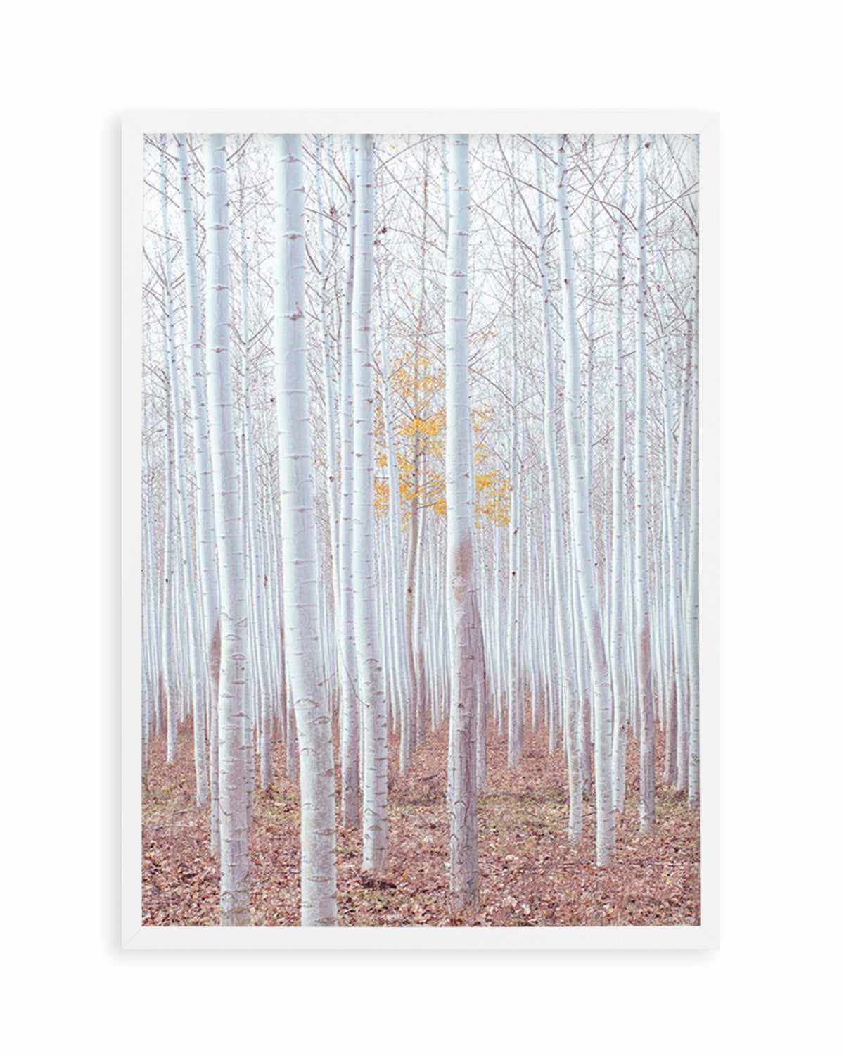 Birch Trees Art Print