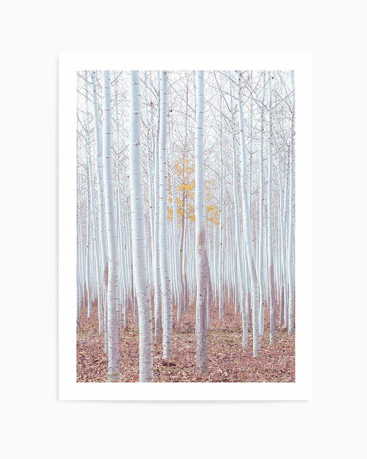 Birch Trees Art Print