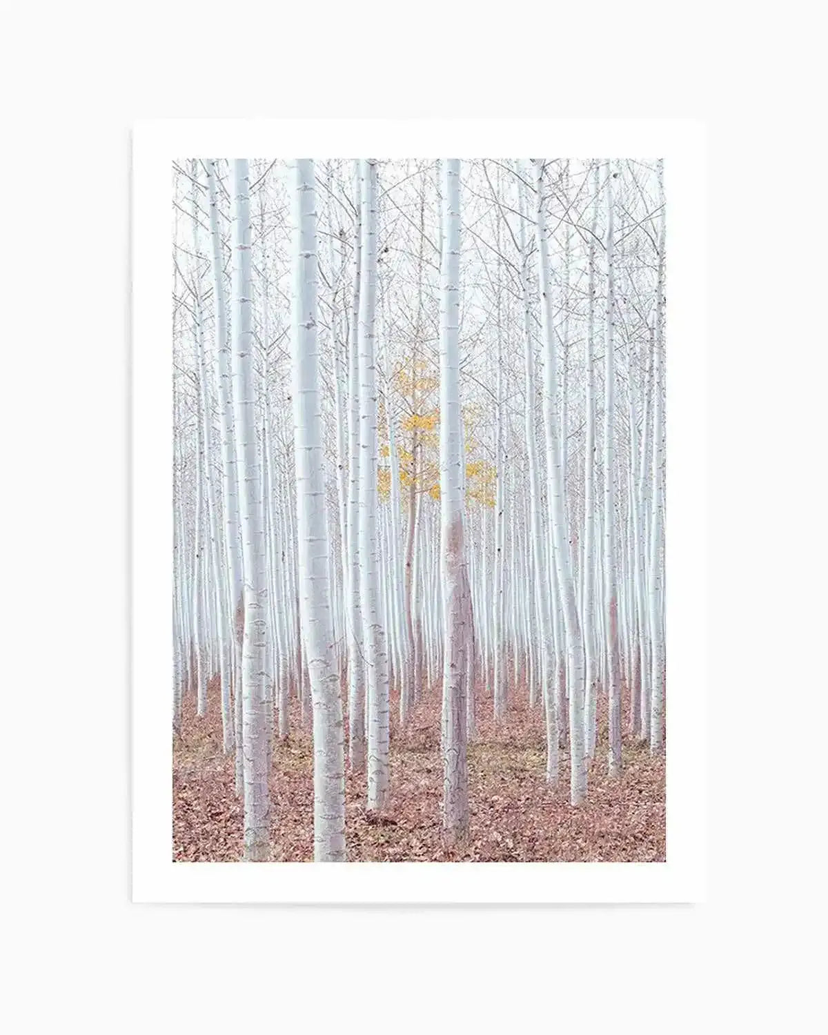Birch Trees Art Print from Olive et Oriel where you can shop wallpaper and artworks online