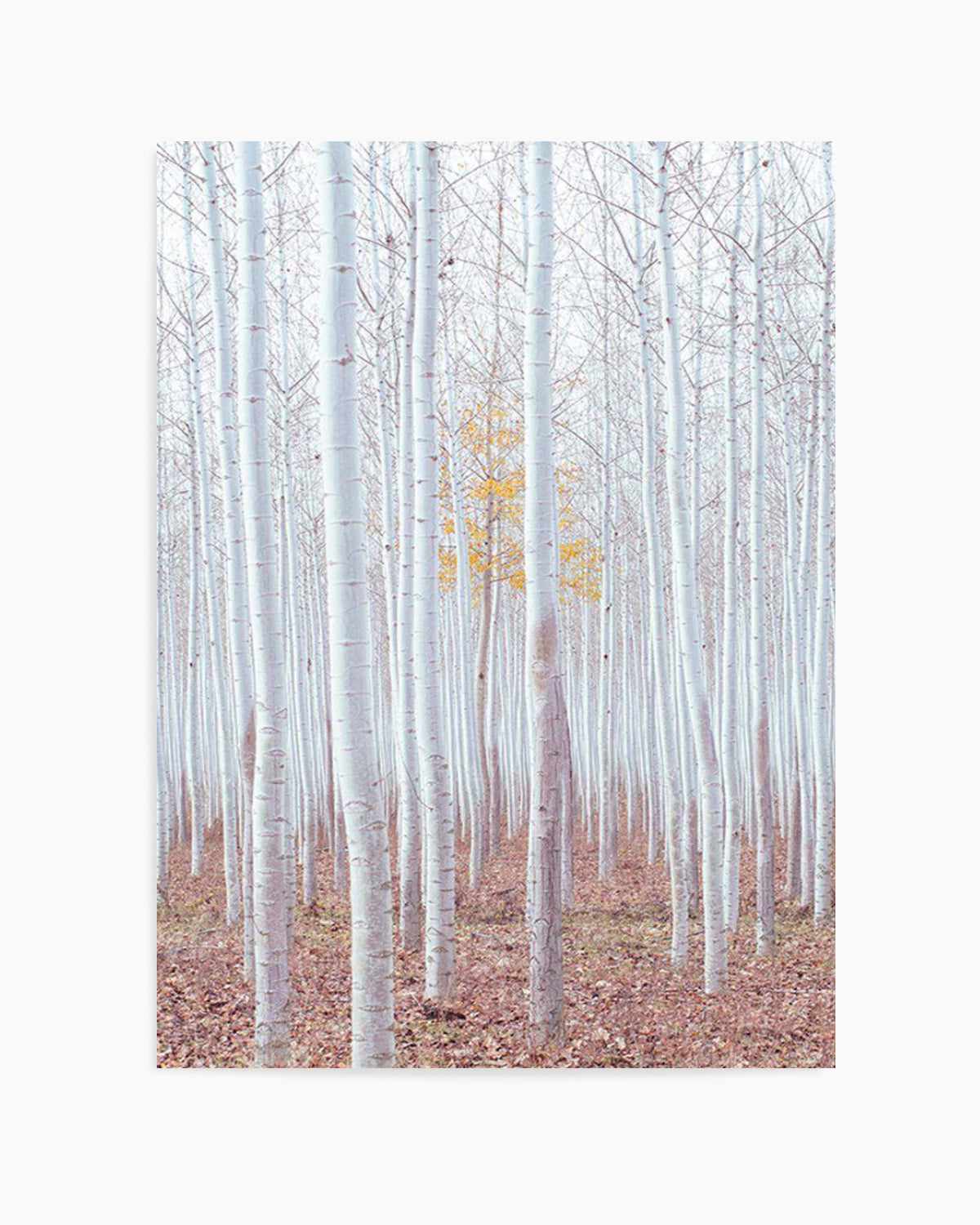 Birch Trees Art Print