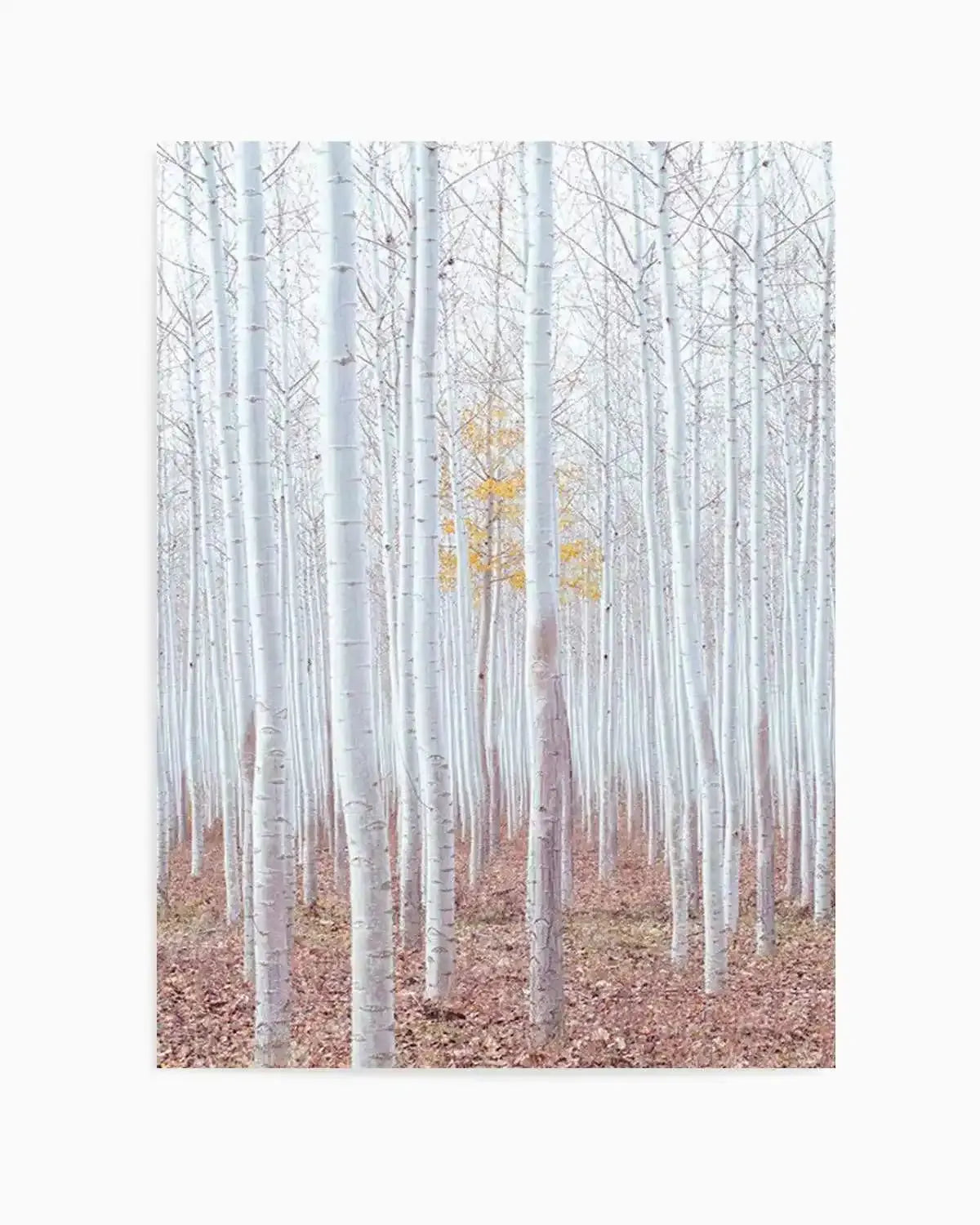 Birch Trees Art Print from Olive et Oriel where you can shop wallpaper and artworks online