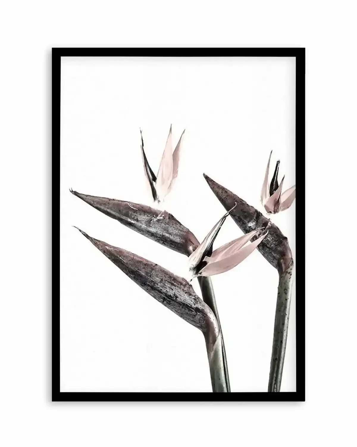 Bird of Paradise Art Print from Olive et Oriel where you can shop wallpaper and artworks online