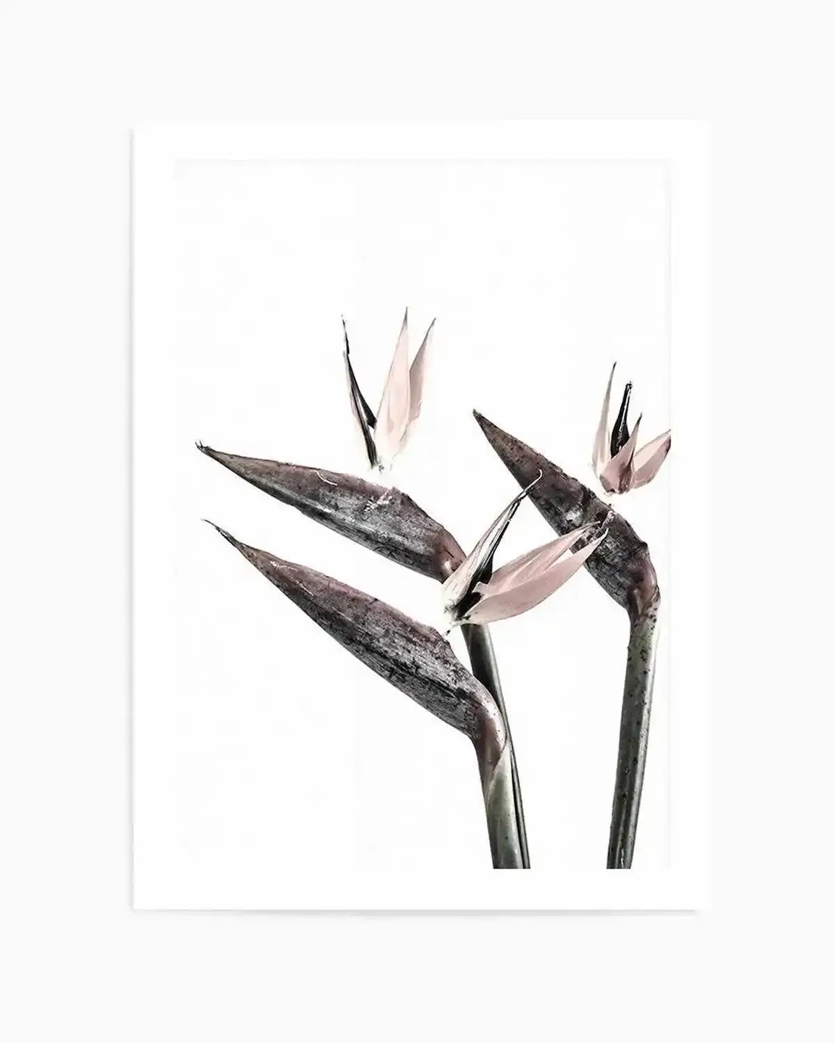 Bird of Paradise Art Print from Olive et Oriel where you can shop wallpaper and artworks online