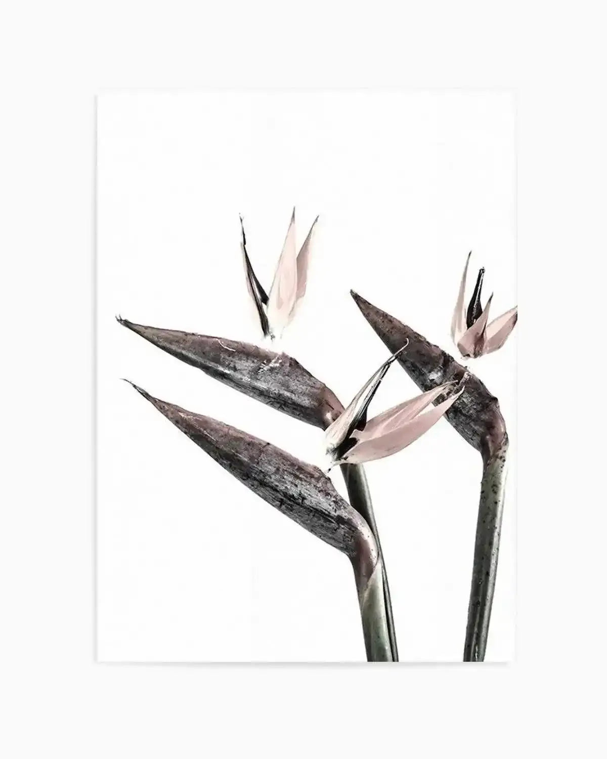 Bird of Paradise Art Print from Olive et Oriel where you can shop wallpaper and artworks online