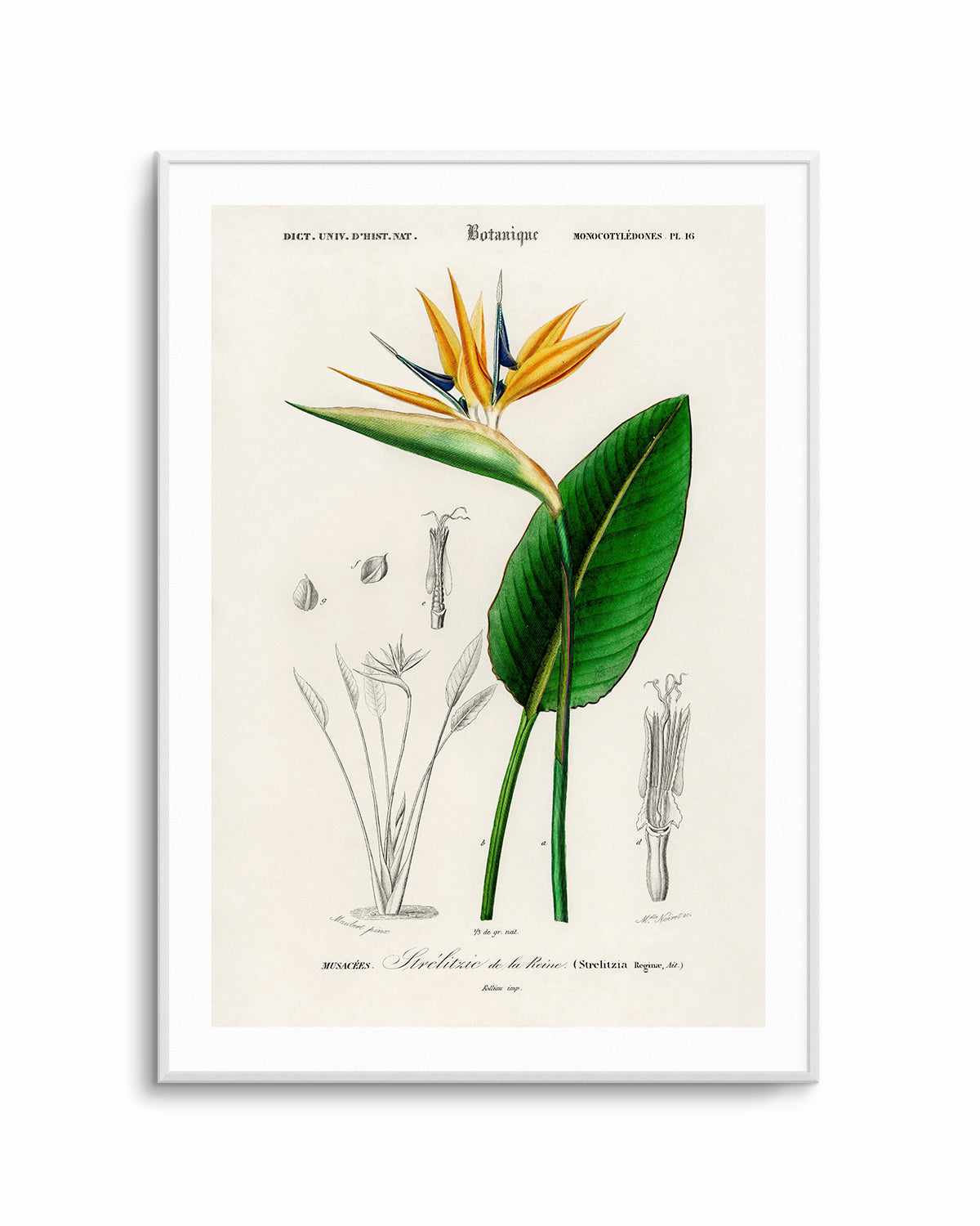 Bird of Paradise Vintage Illustration Art Print