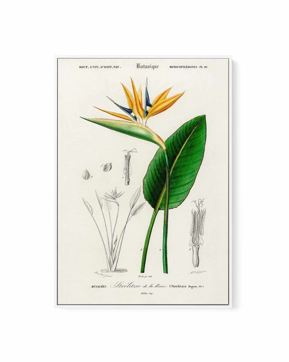 Bird of Paradise Vintage Illustration | Framed Canvas Art Print