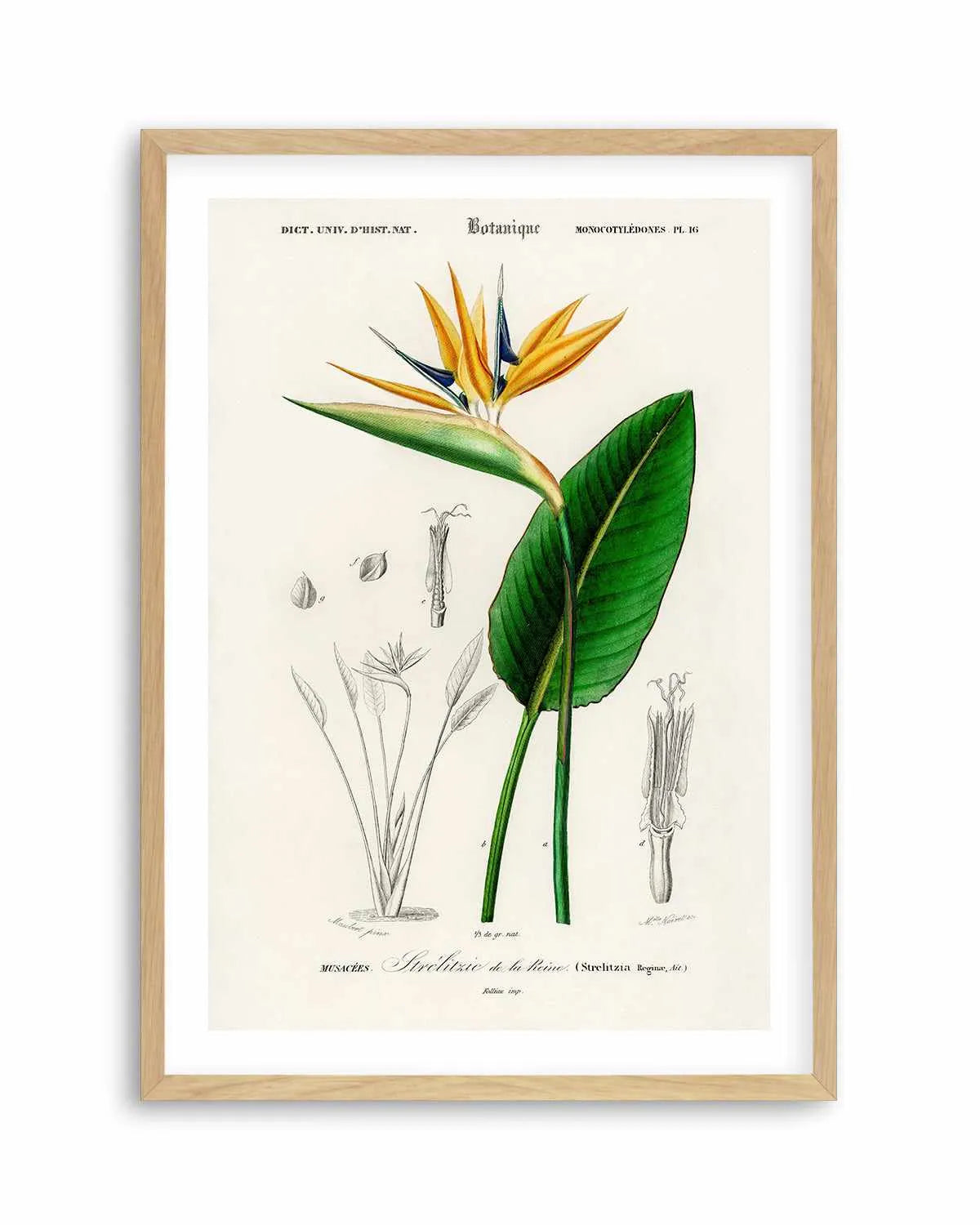Bird of Paradise Vintage Illustration Art Print from Olive et Oriel where you can shop wallpaper and artworks online