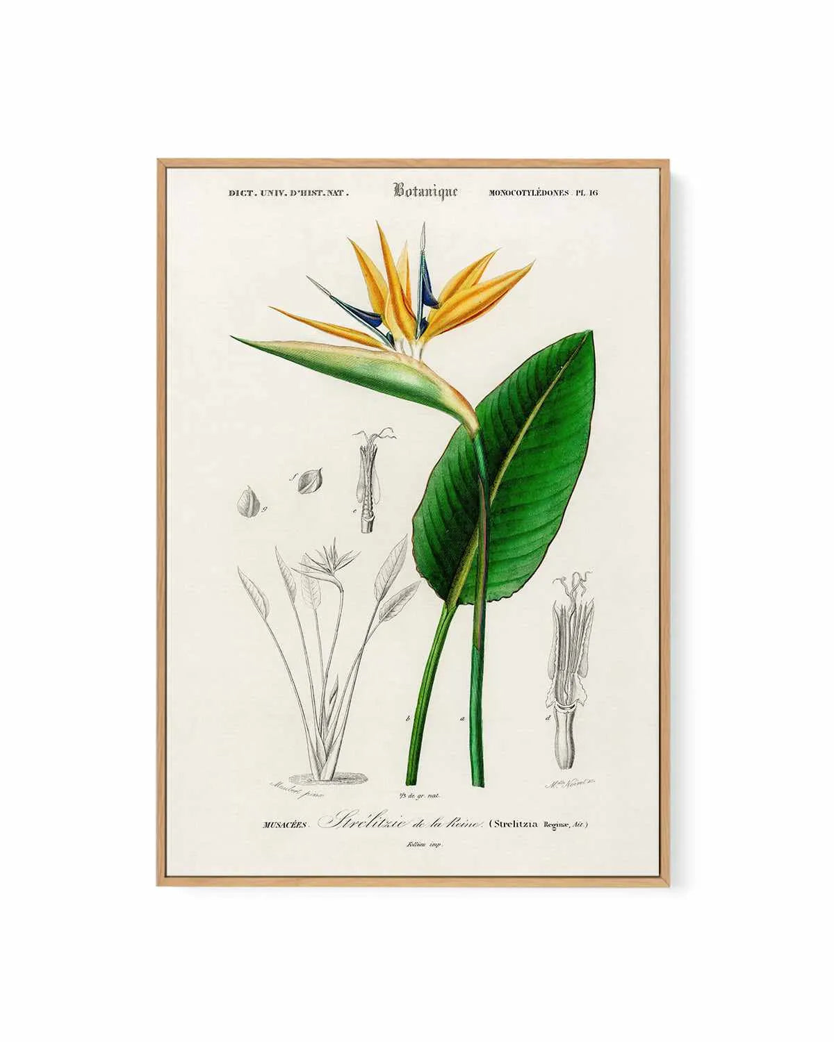 Bird of Paradise Vintage Illustration | Framed Canvas Art Print from Olive et Oriel where you can shop wallpaper and artworks online