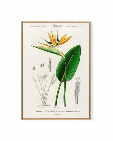 Bird of Paradise Vintage Illustration | Framed Canvas Art Print from Olive et Oriel where you can shop wallpaper and artworks online