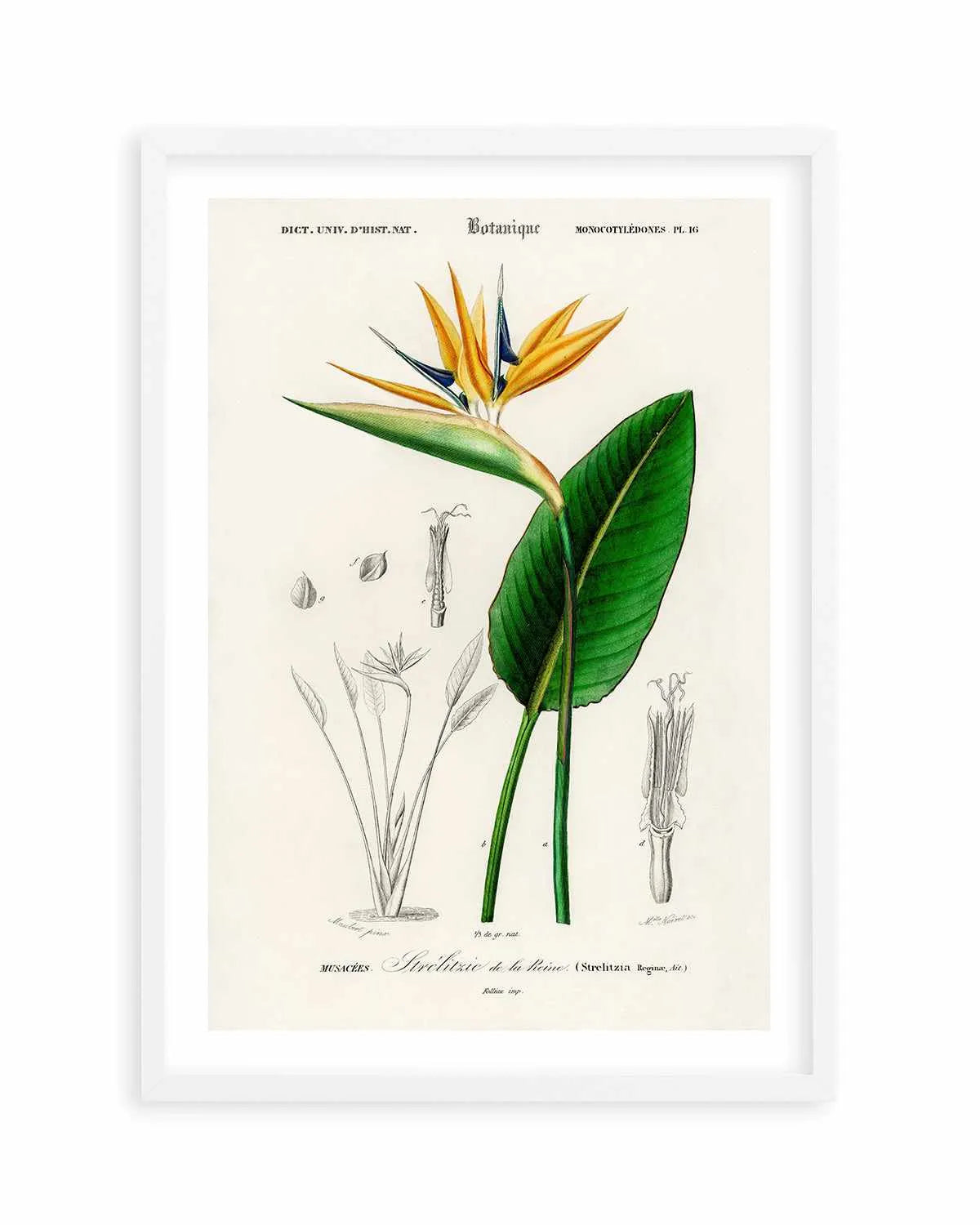 Bird of Paradise Vintage Illustration Art Print from Olive et Oriel where you can shop wallpaper and artworks online