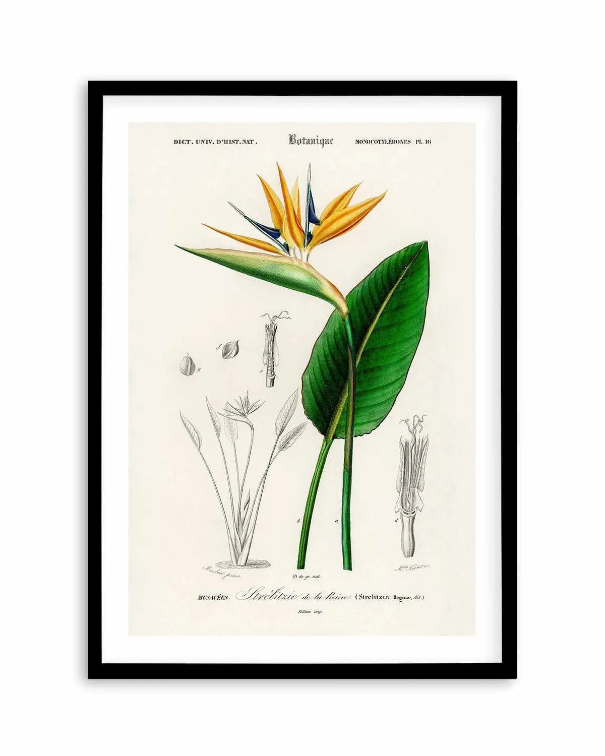 Bird of Paradise Vintage Illustration Art Print from Olive et Oriel where you can shop wallpaper and artworks online