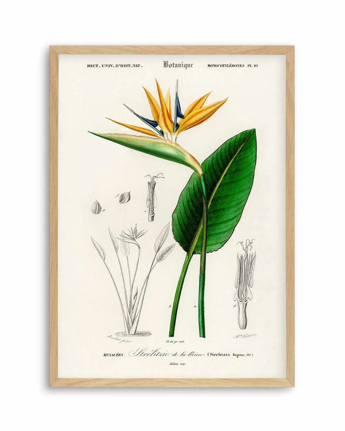 Bird of Paradise Vintage Illustration Art Print from Olive et Oriel where you can shop wallpaper and artworks online