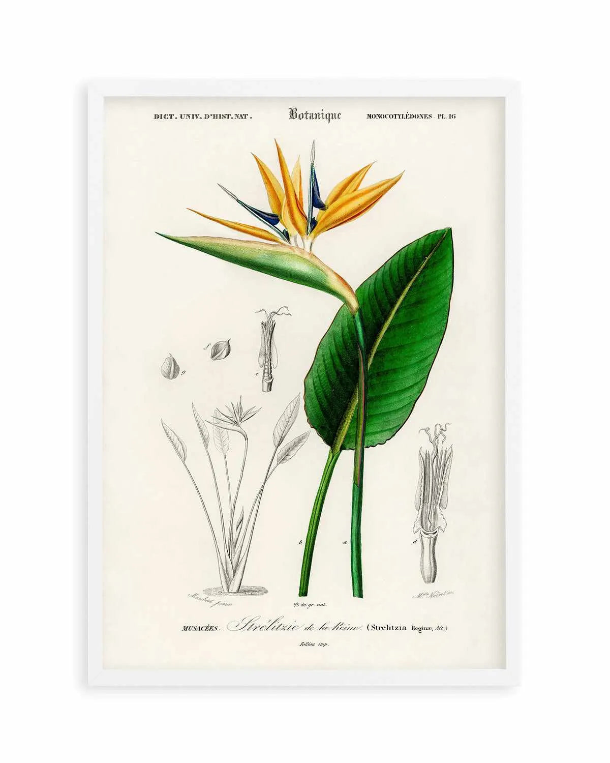 Bird of Paradise Vintage Illustration Art Print from Olive et Oriel where you can shop wallpaper and artworks online