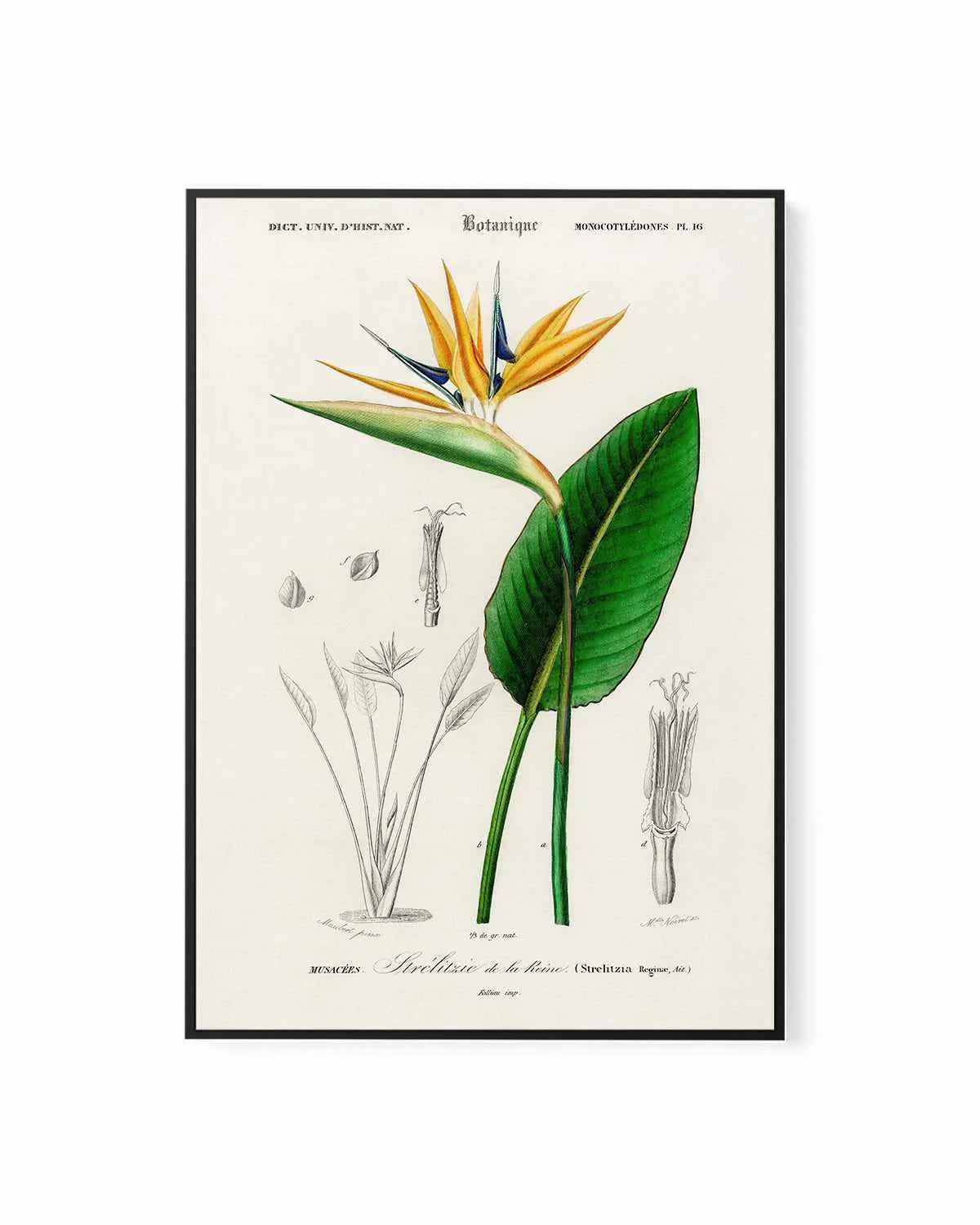 Bird of Paradise Vintage Illustration | Framed Canvas Art Print from Olive et Oriel where you can shop wallpaper and artworks online