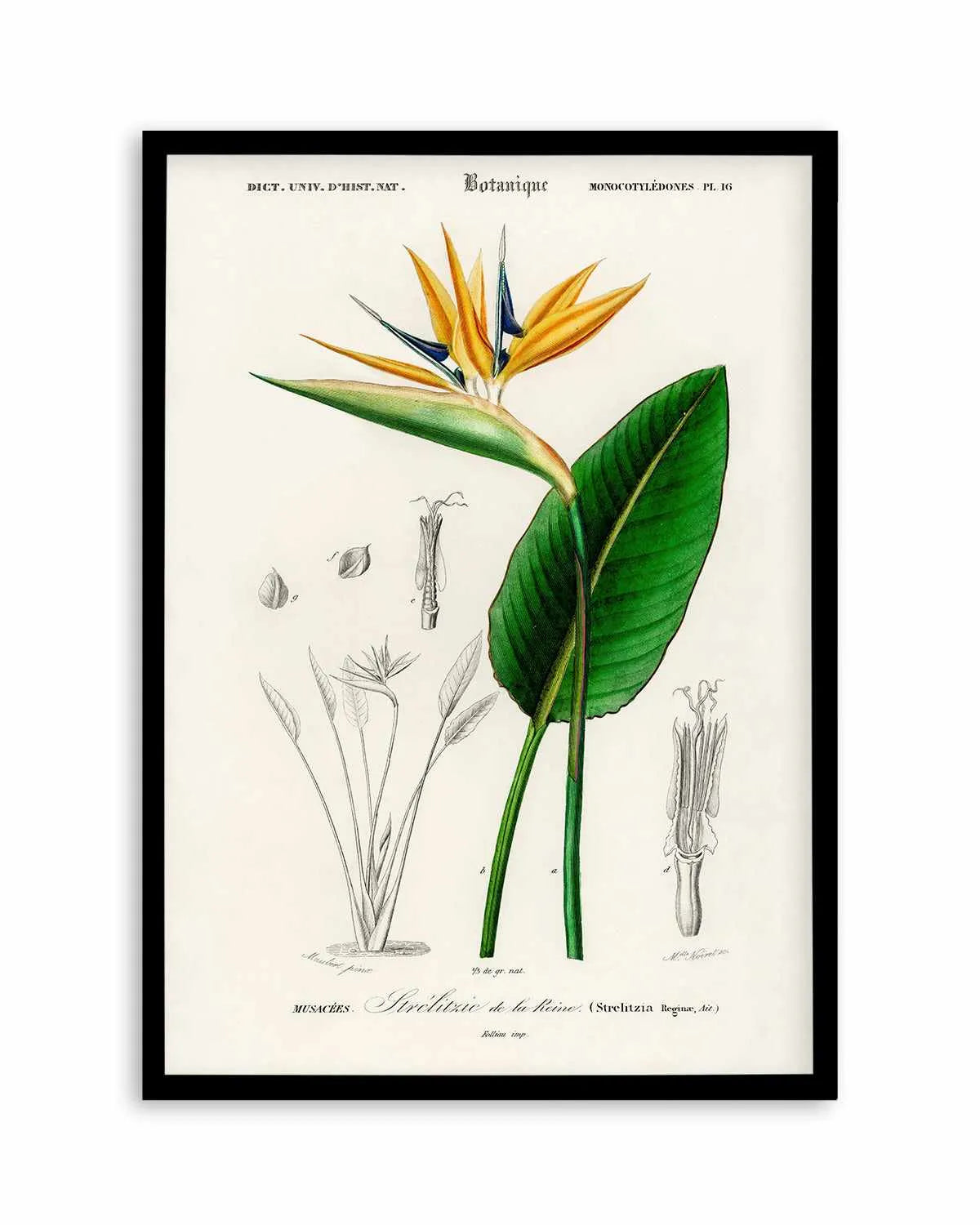 Bird of Paradise Vintage Illustration Art Print from Olive et Oriel where you can shop wallpaper and artworks online
