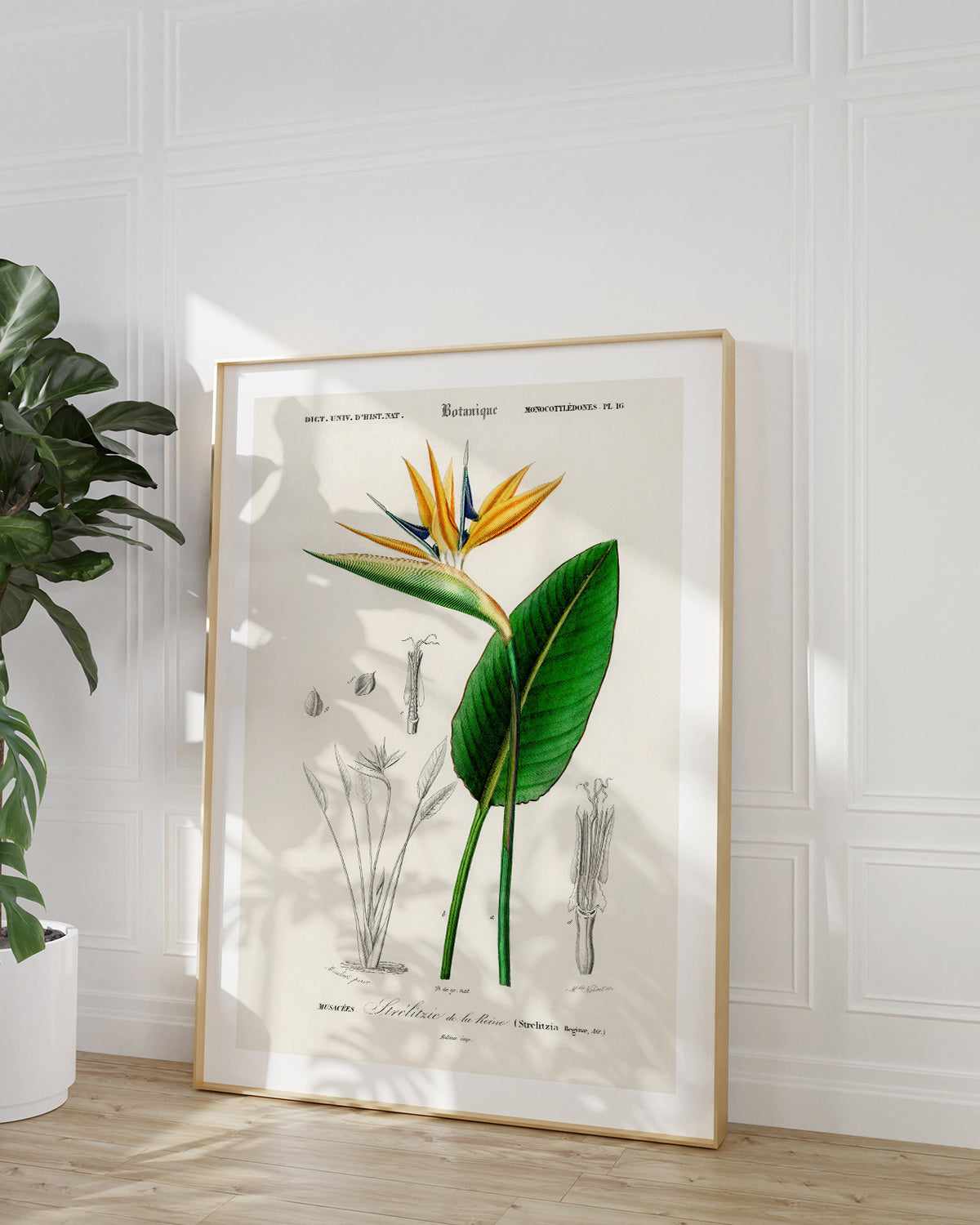 Bird of Paradise Vintage Illustration Art Print