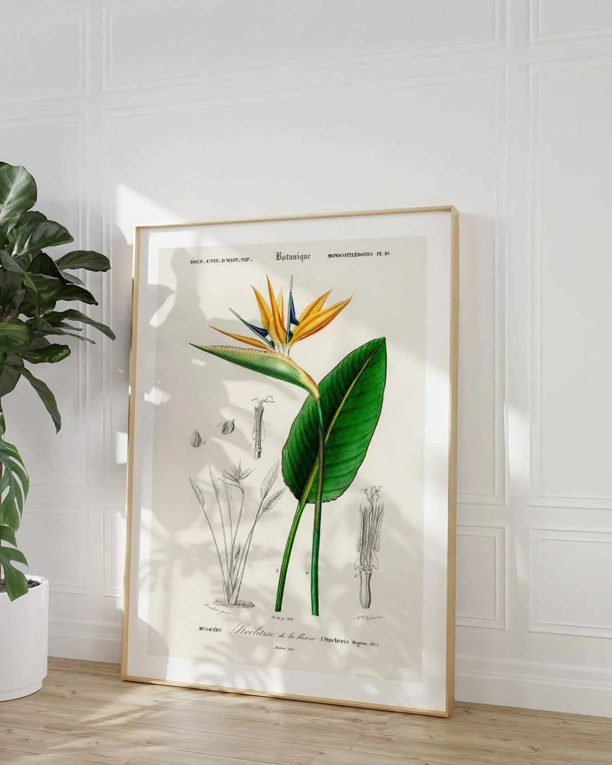 Bird of Paradise Vintage Illustration Art Print from Olive et Oriel where you can shop wallpaper and artworks online