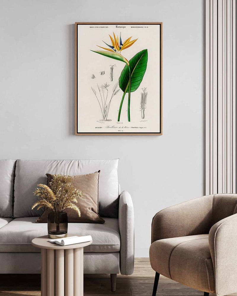 Bird of Paradise Vintage Illustration | Framed Canvas Art Print