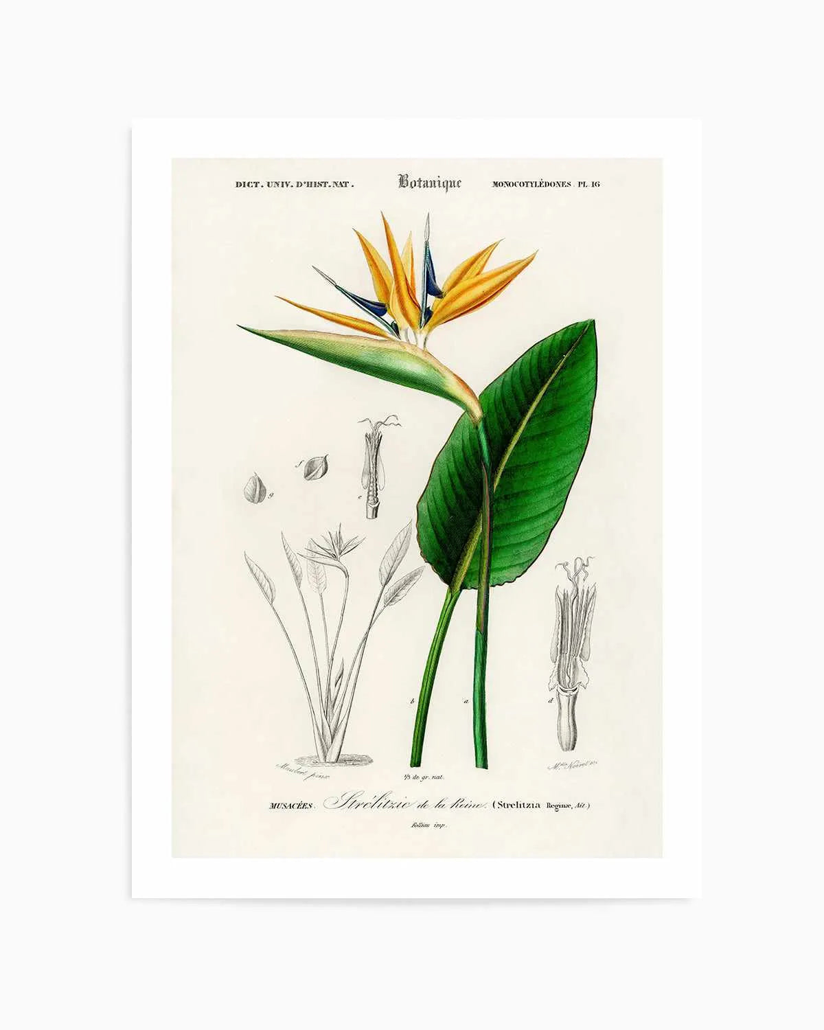 Bird of Paradise Vintage Illustration Art Print from Olive et Oriel where you can shop wallpaper and artworks online