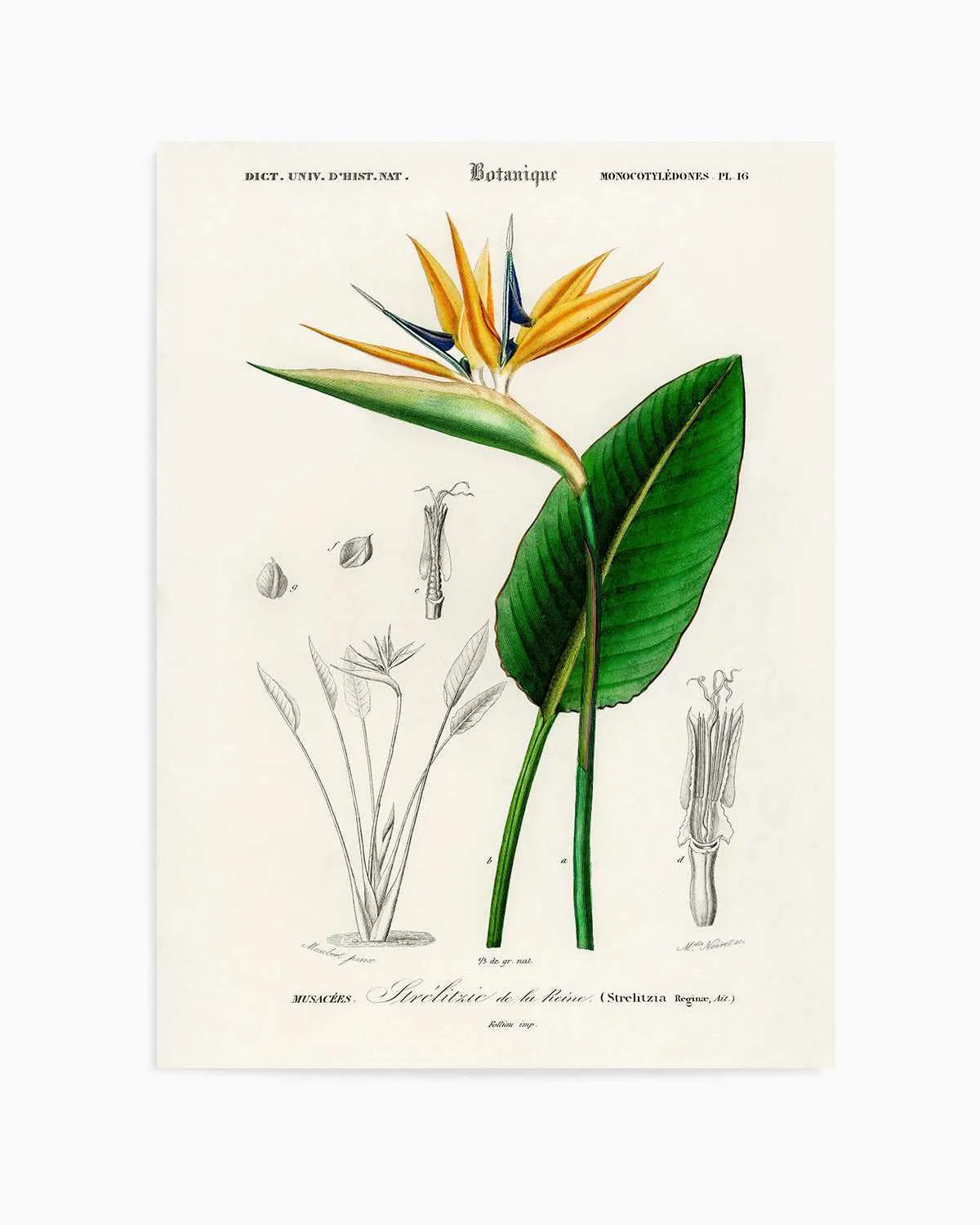 Bird of Paradise Vintage Illustration Art Print from Olive et Oriel where you can shop wallpaper and artworks online