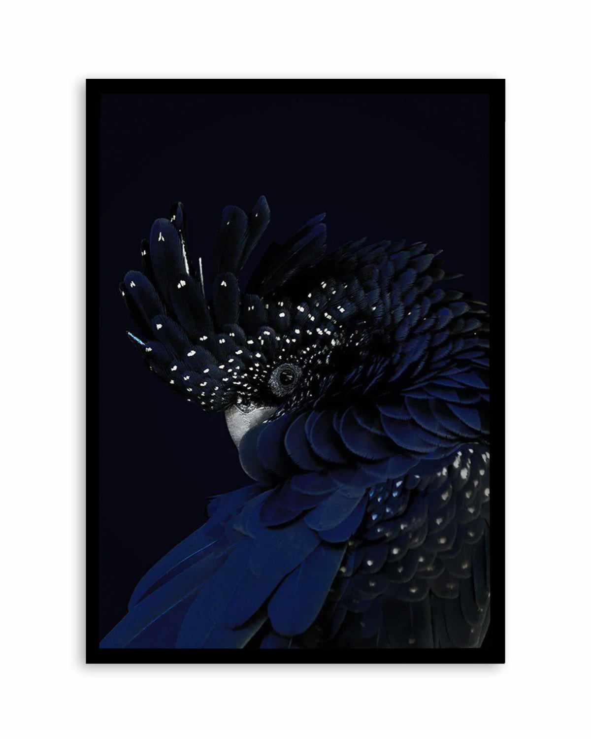 Black Cockatoo Art Print