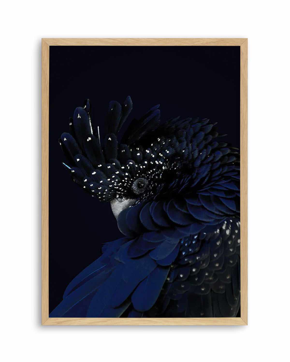 Black Cockatoo Art Print