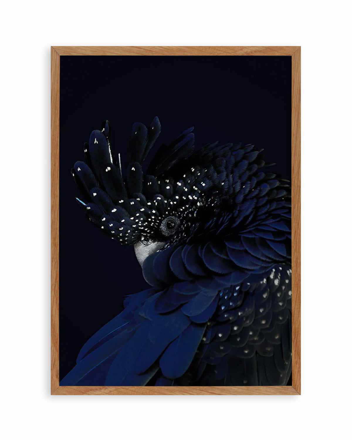 Black Cockatoo Art Print