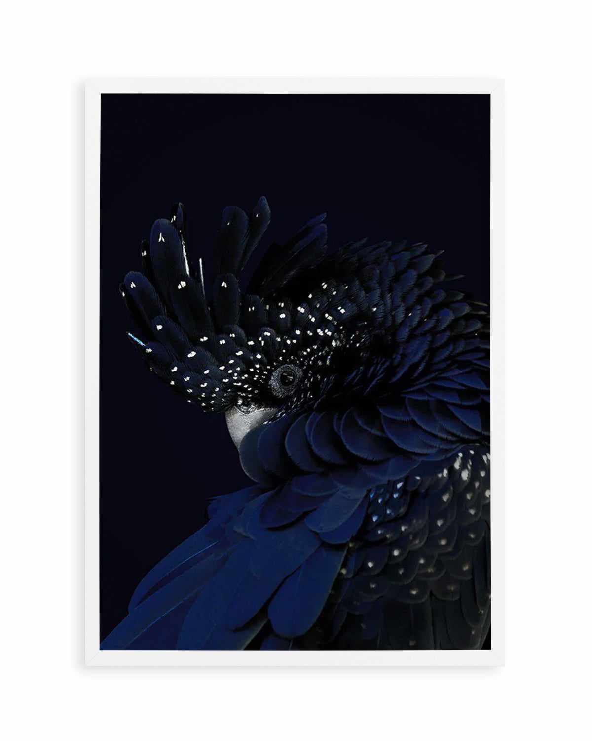 Black Cockatoo Art Print