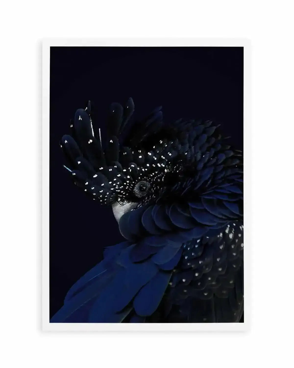 Black Cockatoo Art Print from Olive et Oriel where you can shop wallpaper and artworks online