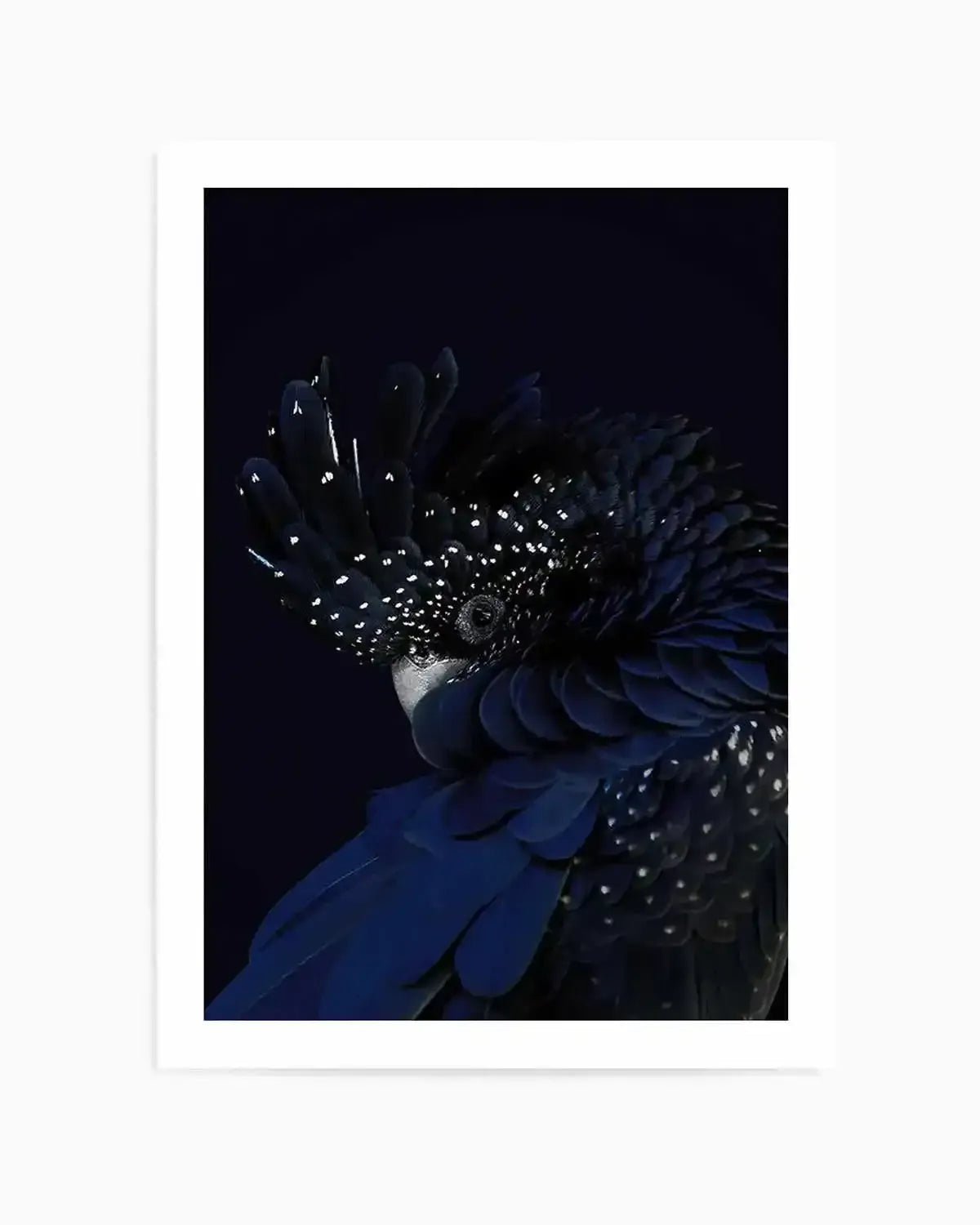 Black Cockatoo Art Print from Olive et Oriel where you can shop wallpaper and artworks online