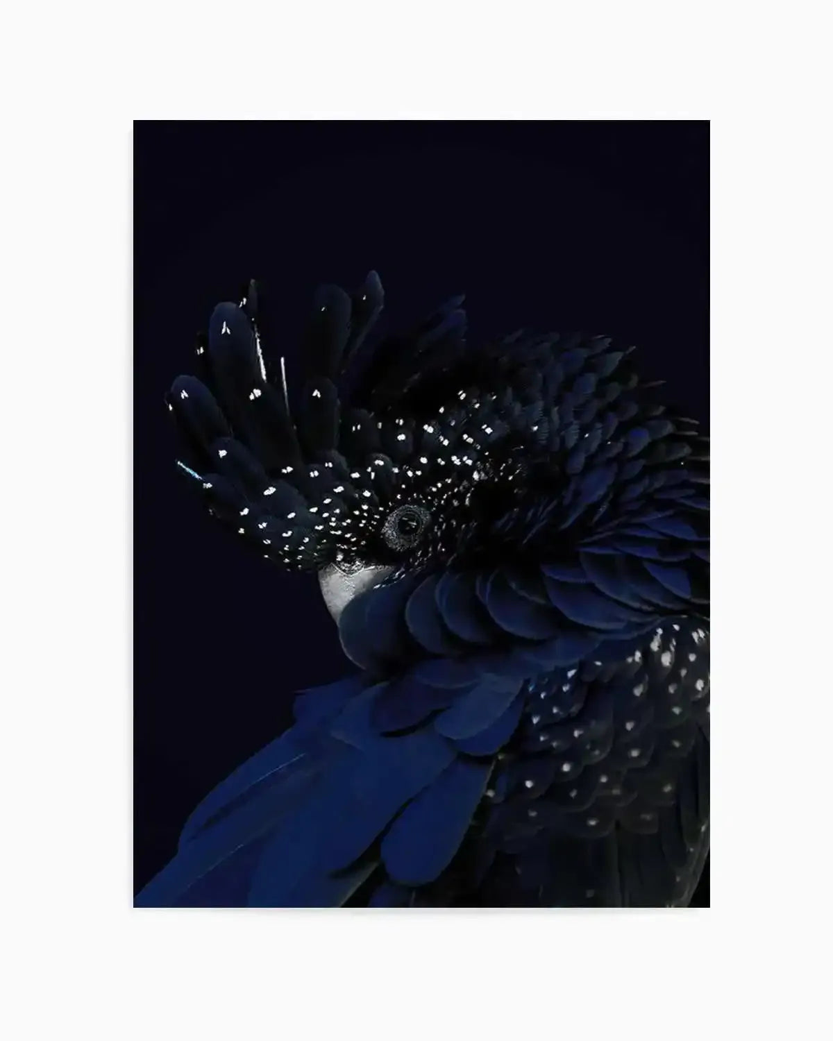 Black Cockatoo Art Print from Olive et Oriel where you can shop wallpaper and artworks online