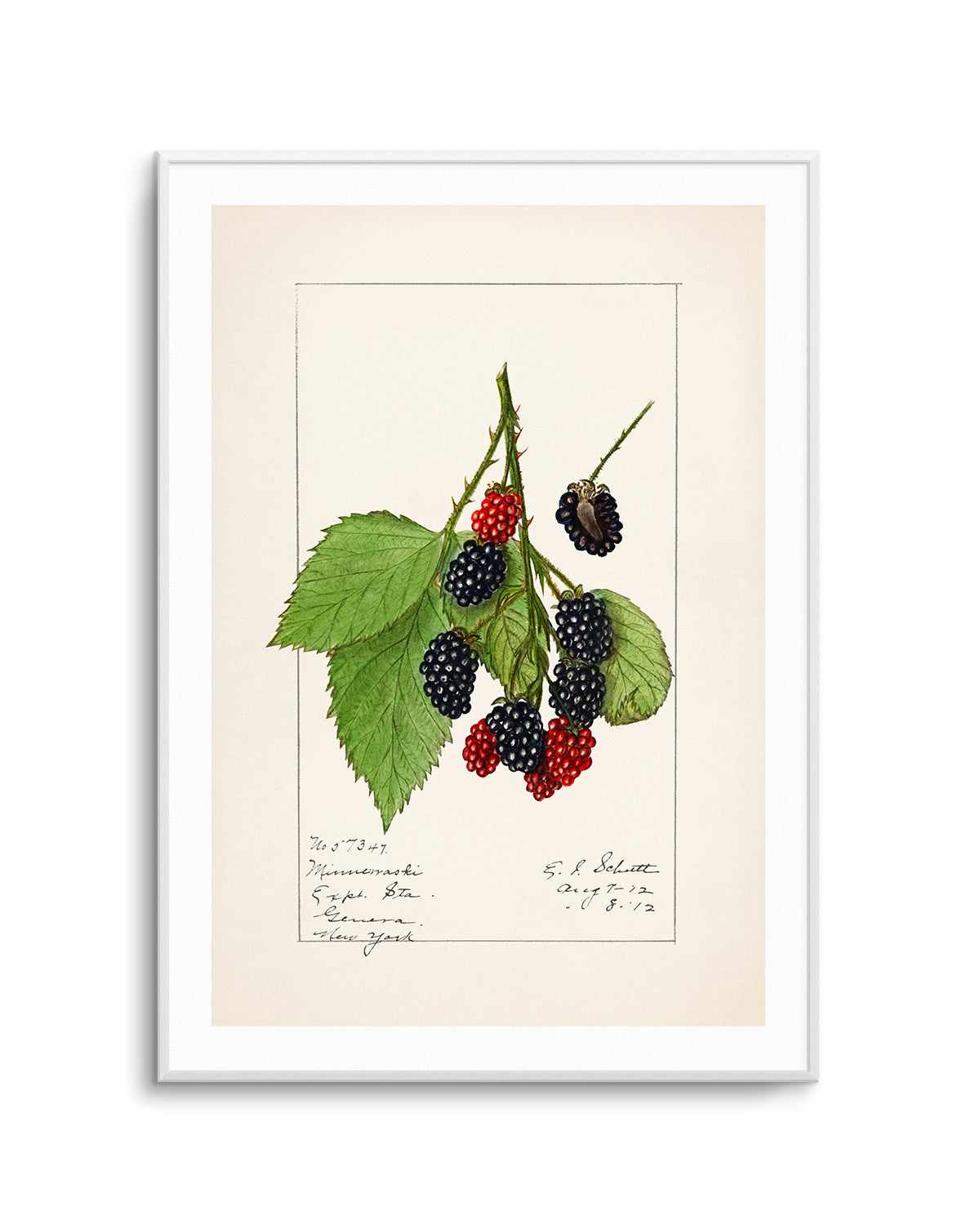 Blackberries Vintage Poster Art Print