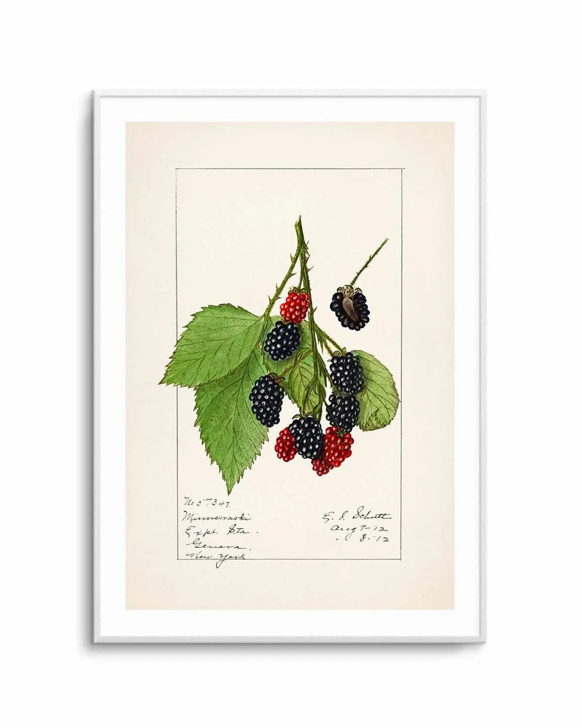 Blackberries Vintage Poster Art Print from Olive et Oriel where you can shop wallpaper and artworks online