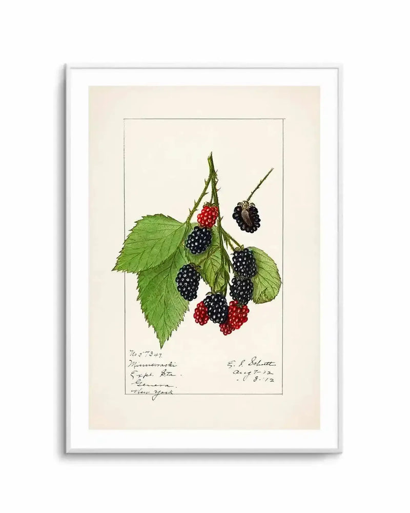 Blackberries Vintage Poster Art Print from Olive et Oriel where you can shop wallpaper and artworks online