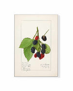 Blackberries Vintage Poster | Framed Canvas Art Print