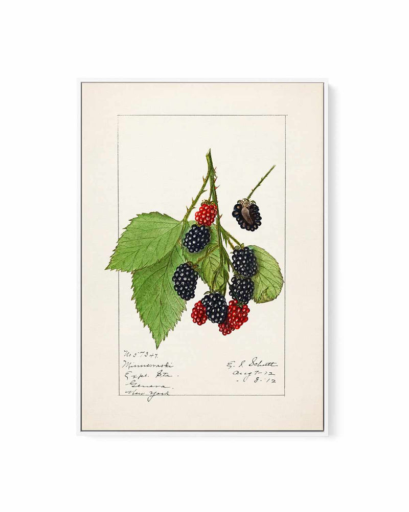 Blackberries Vintage Poster | Framed Canvas Art Print