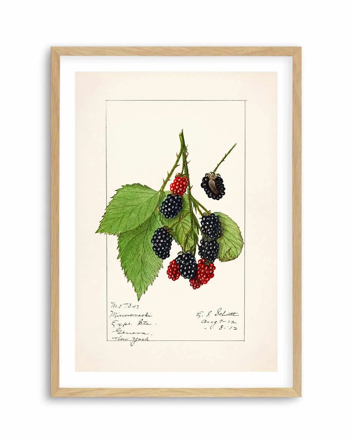 Blackberries Vintage Poster Art Print from Olive et Oriel where you can shop wallpaper and artworks online