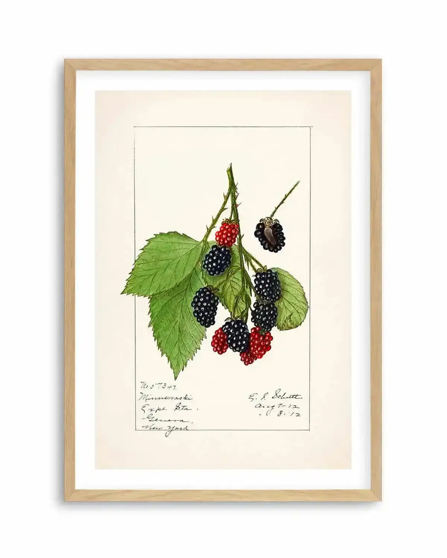 Blackberries Vintage Poster Art Print from Olive et Oriel where you can shop wallpaper and artworks online