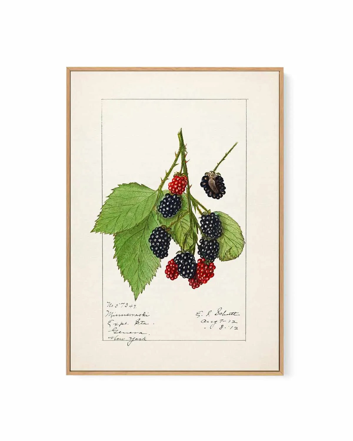 Blackberries Vintage Poster | Framed Canvas Art Print from Olive et Oriel where you can shop wallpaper and artworks online