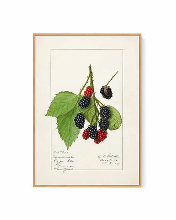Blackberries Vintage Poster | Framed Canvas Art Print from Olive et Oriel where you can shop wallpaper and artworks online