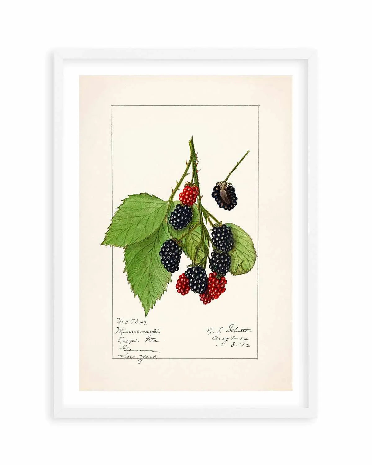 Blackberries Vintage Poster Art Print from Olive et Oriel where you can shop wallpaper and artworks online
