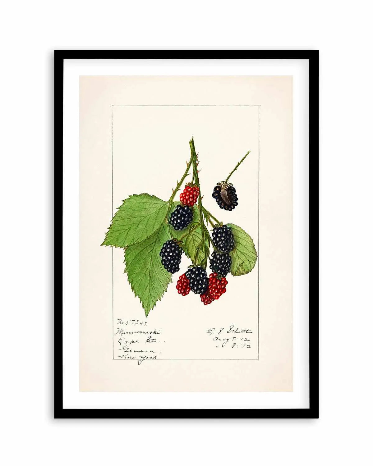 Blackberries Vintage Poster Art Print from Olive et Oriel where you can shop wallpaper and artworks online