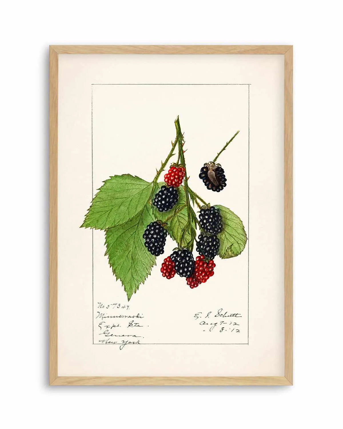 Blackberries Vintage Poster Art Print from Olive et Oriel where you can shop wallpaper and artworks online