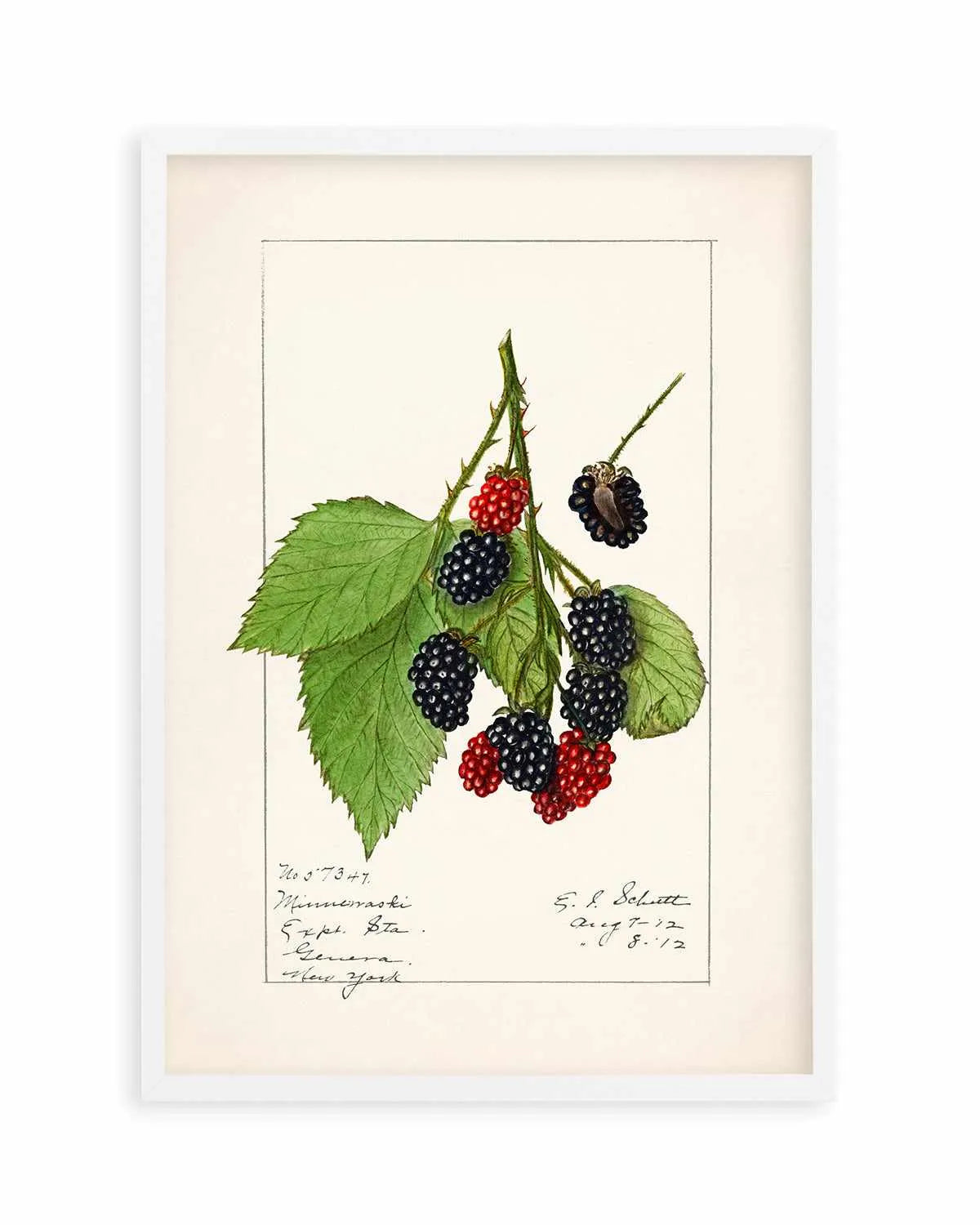 Blackberries Vintage Poster Art Print from Olive et Oriel where you can shop wallpaper and artworks online