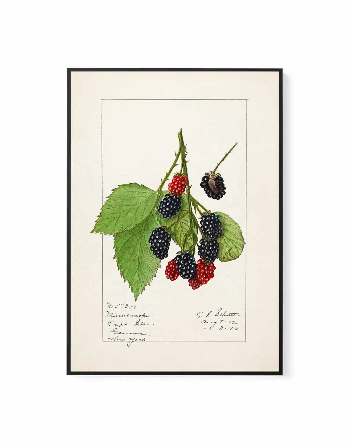Blackberries Vintage Poster | Framed Canvas Art Print from Olive et Oriel where you can shop wallpaper and artworks online