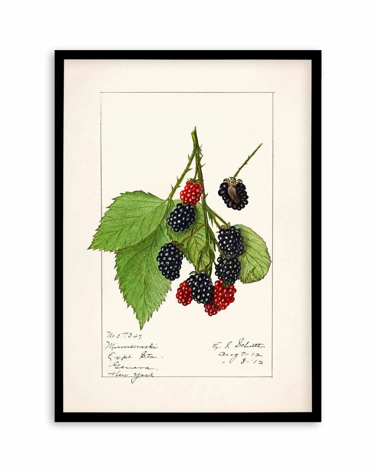 Blackberries Vintage Poster Art Print from Olive et Oriel where you can shop wallpaper and artworks online