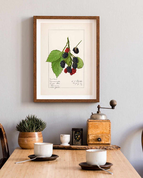 Blackberries Vintage Poster Art Print